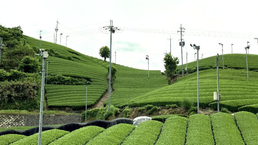 お茶の京都【和束町の茶源郷】の写真20