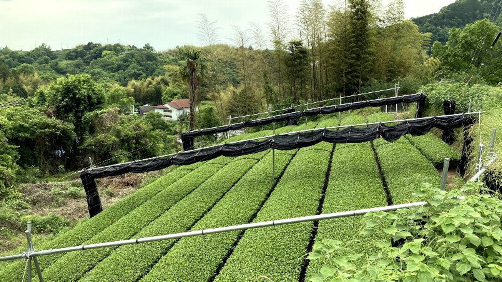 お茶の京都【和束町の茶源郷】の写真23