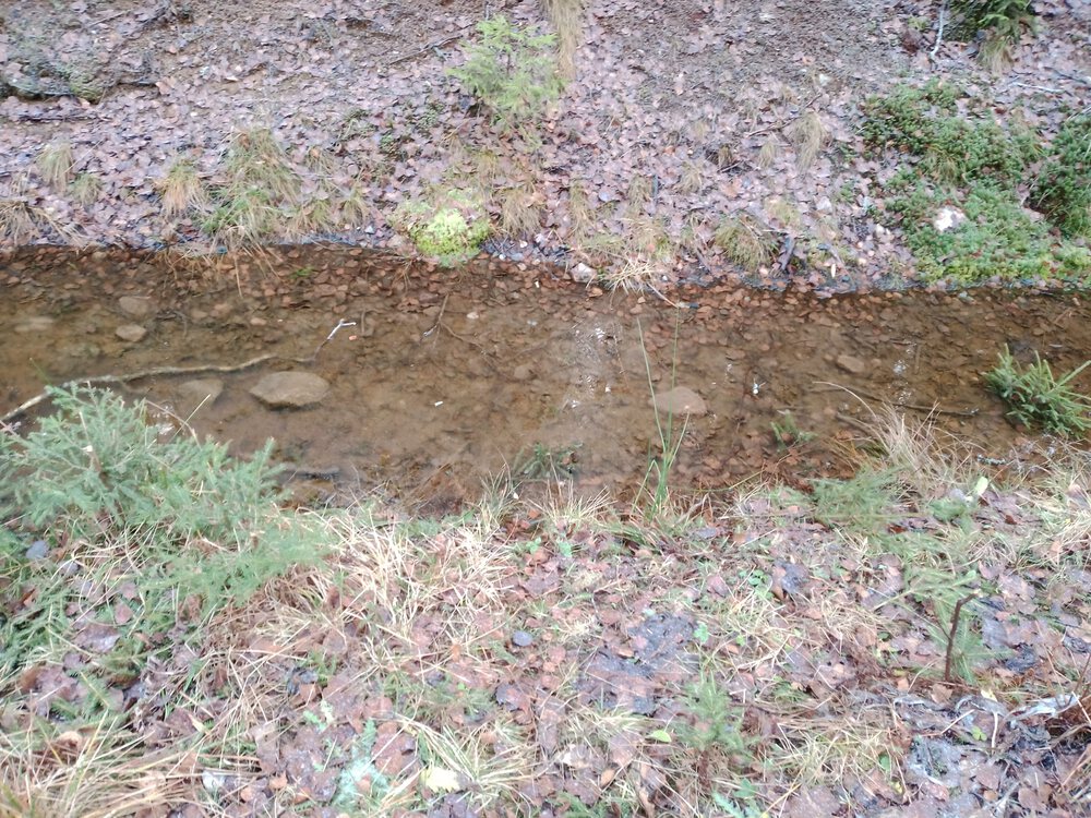 フィンランド　Sipoonkorpi国立公園　Fistrack湖トレッキングの写真4