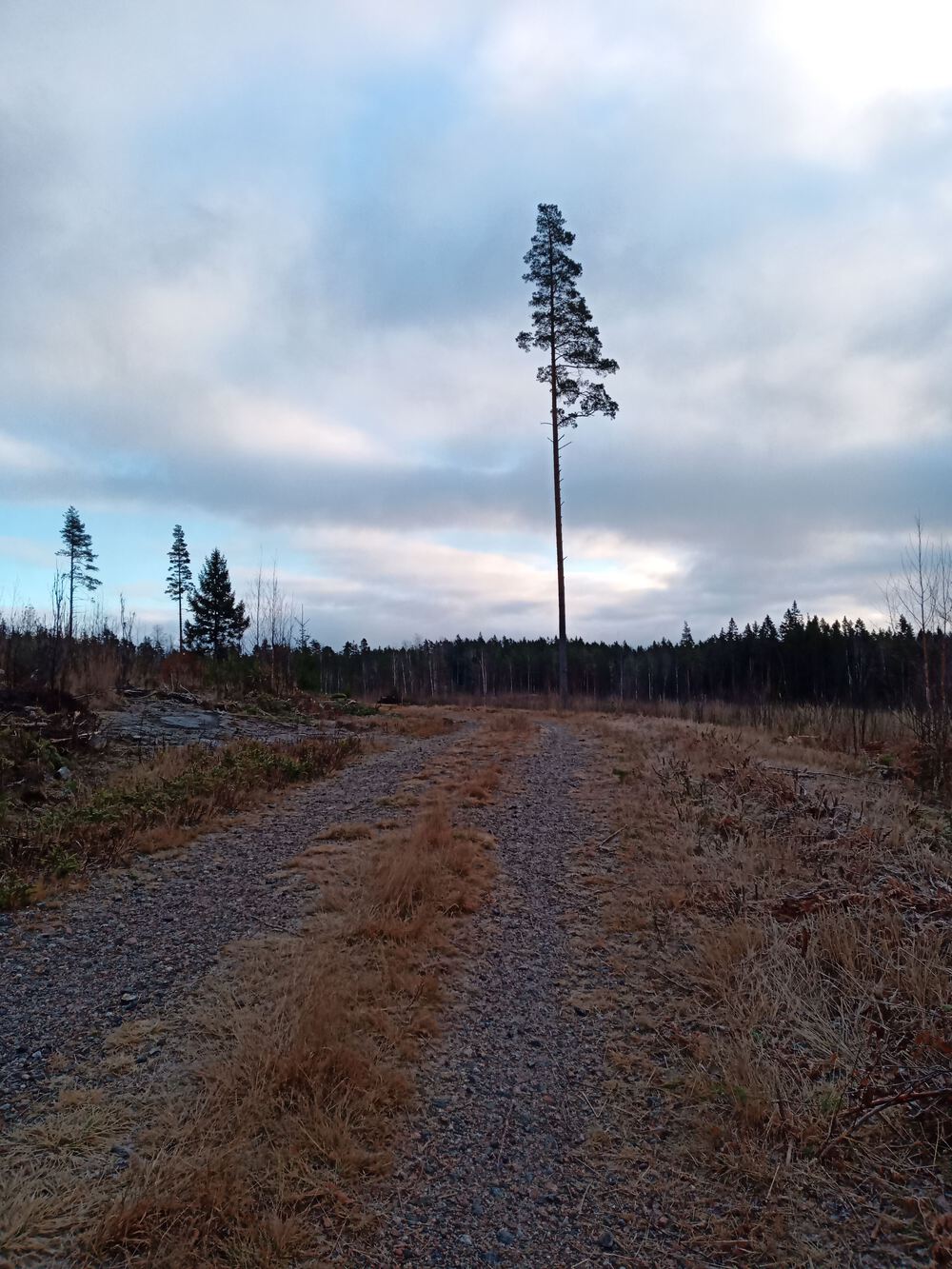フィンランド　Sipoonkorpi国立公園　Fistrack湖トレッキングの写真6