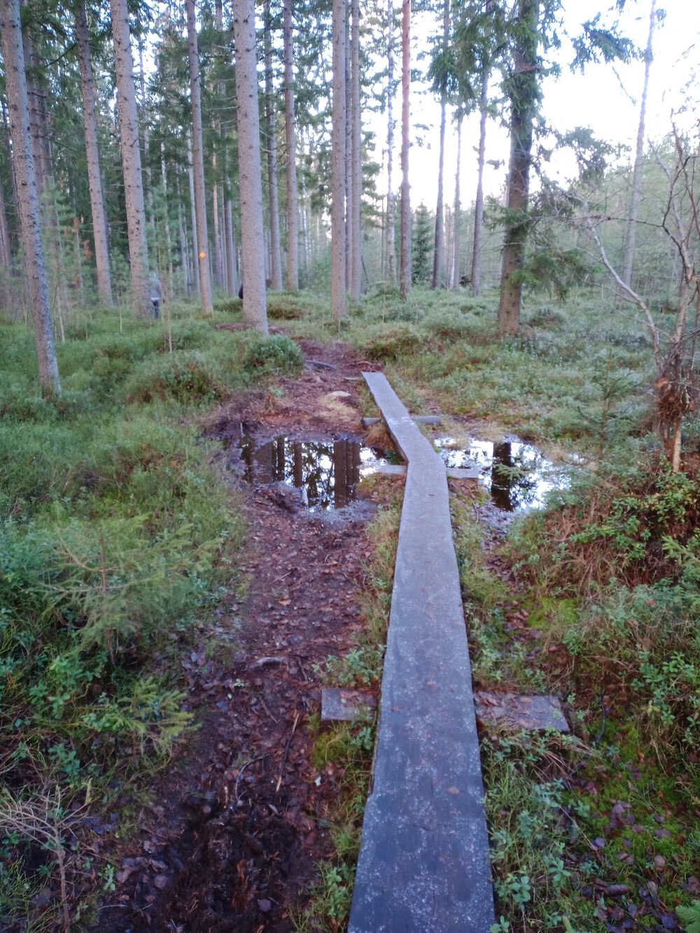 フィンランド　Sipoonkorpi国立公園　Fistrack湖トレッキングの写真8