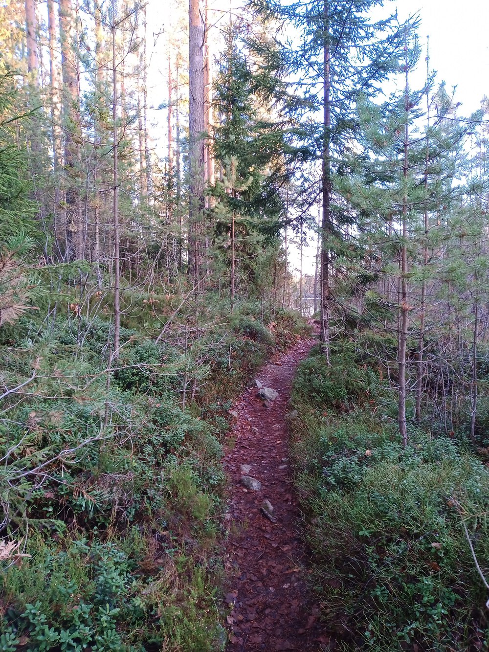 フィンランド　Sipoonkorpi国立公園　Fistrack湖トレッキングの写真12