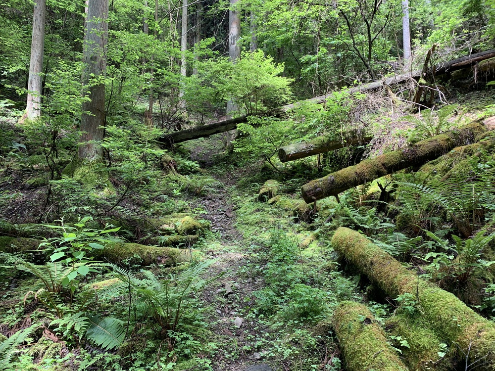 ハセツネ30K 走ってみたの写真12