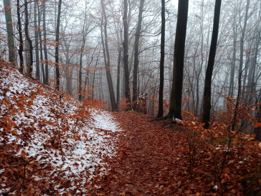 チェコ　ロジュノフ　遺跡を回るコースの写真8