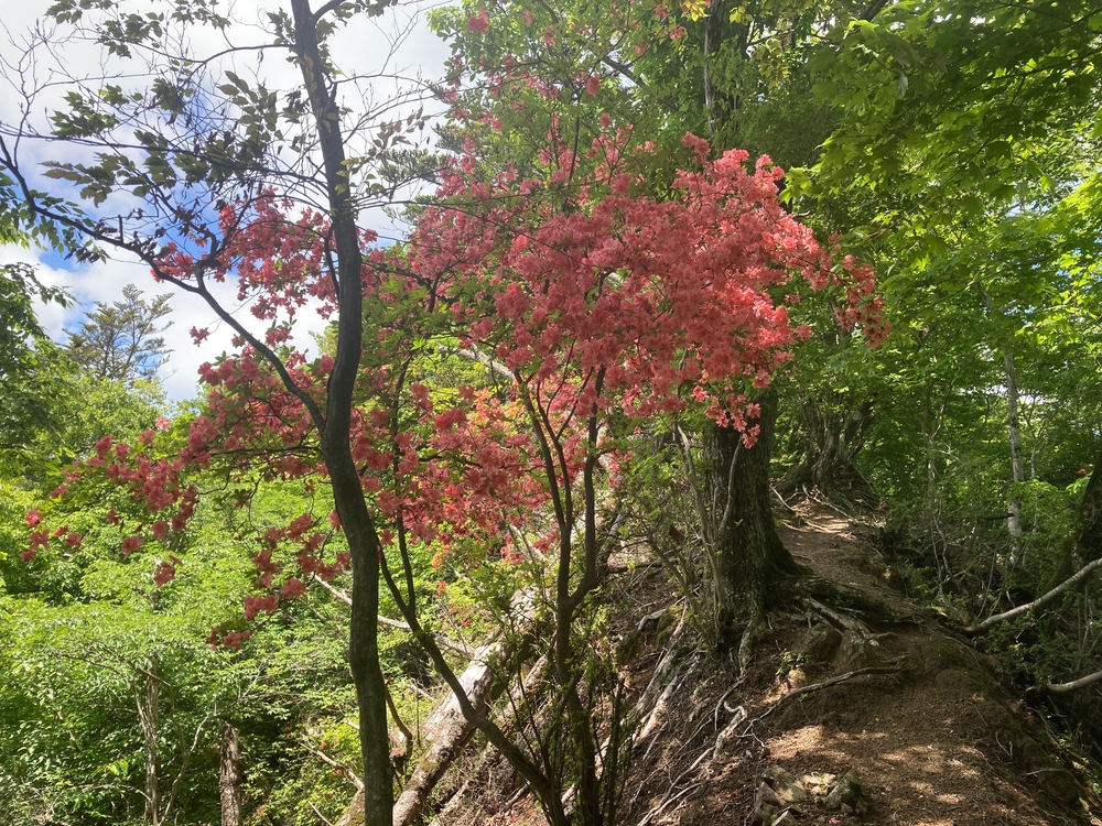 関東ふれあいの道　神奈川県　トレラン　No.12  丹沢山塊東辺のみちの写真3