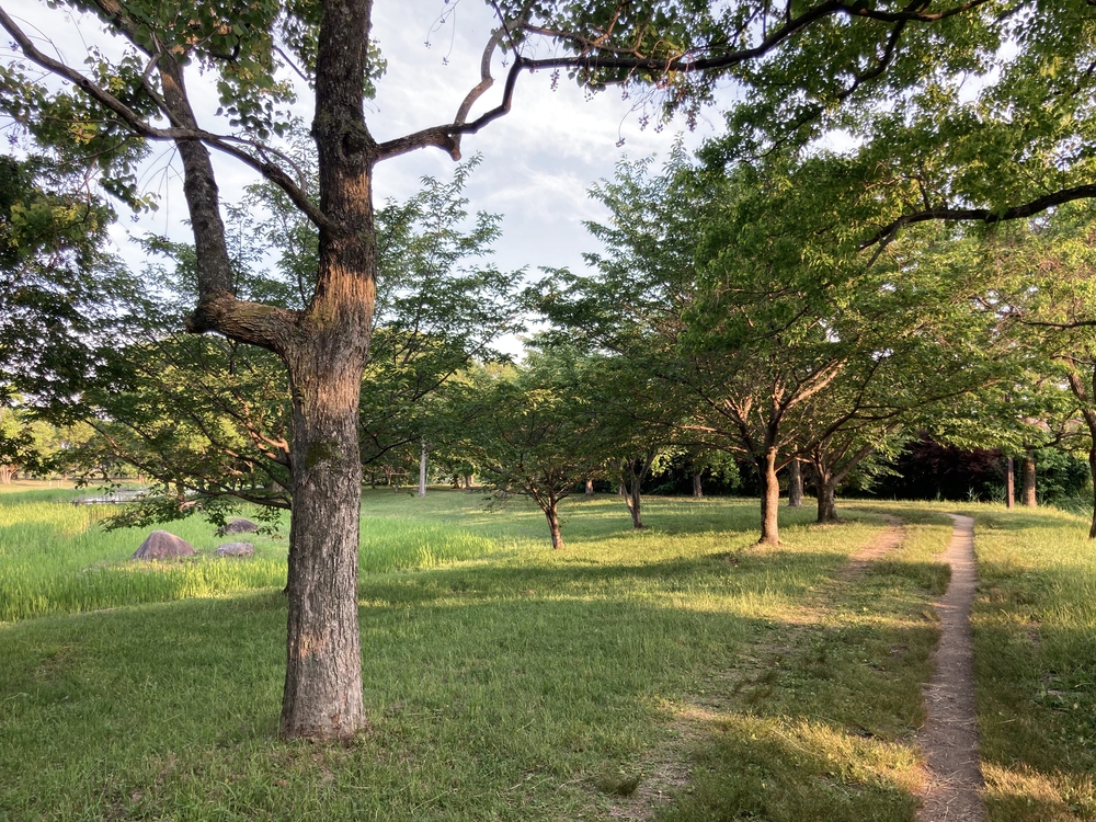 【河畔公園】多布施川沿いの木陰コースの写真15