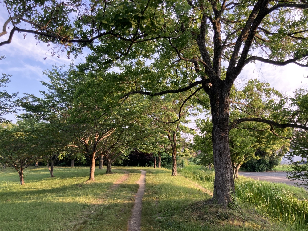【河畔公園】多布施川沿いの木陰コースの写真16
