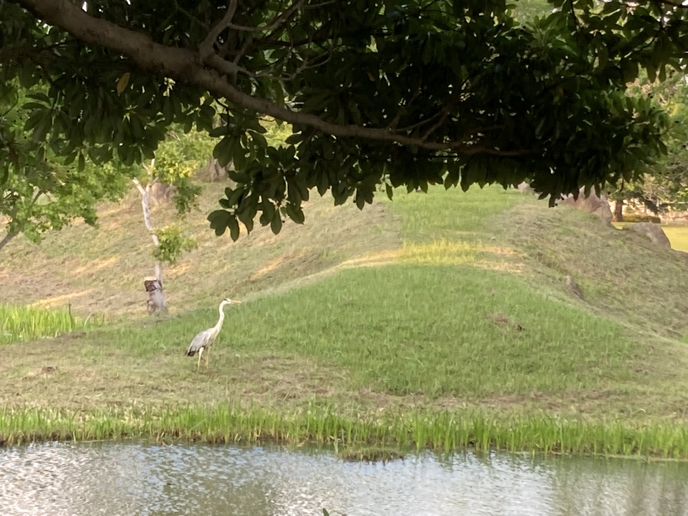 【河畔公園】多布施川沿いの木陰コースの写真20