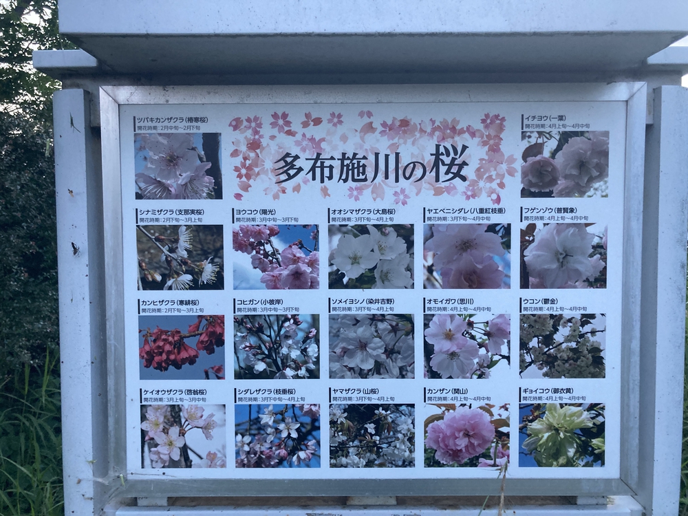 【河畔公園】多布施川沿いの木陰コースの写真30