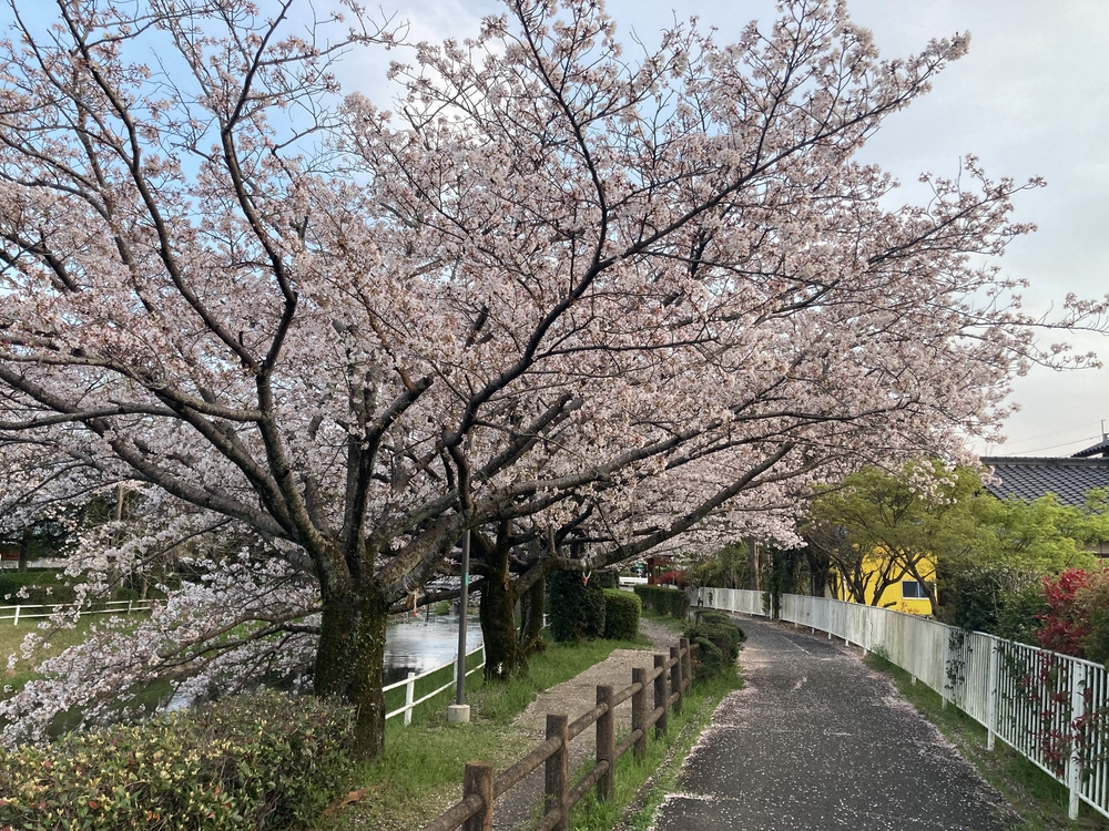 【河畔公園】多布施川沿いの木陰コースの写真38