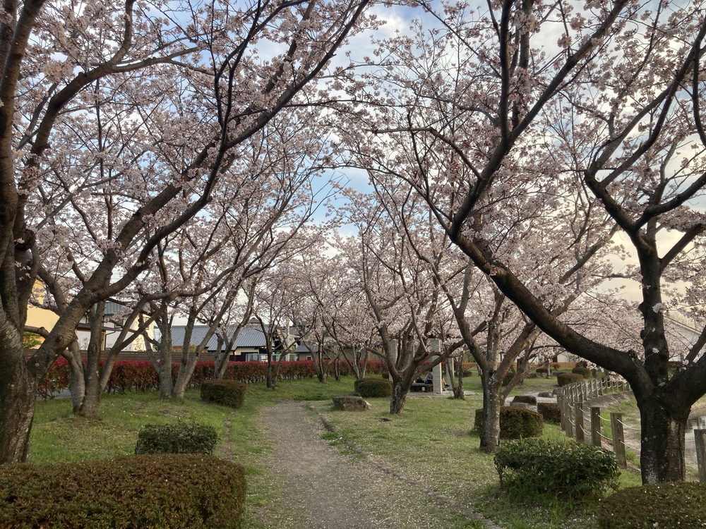 【河畔公園】多布施川沿いの木陰コースの写真40
