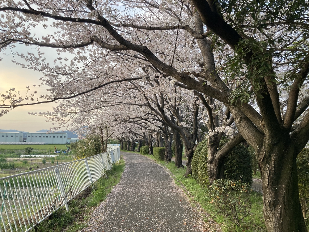 【河畔公園】多布施川沿いの木陰コースの写真41