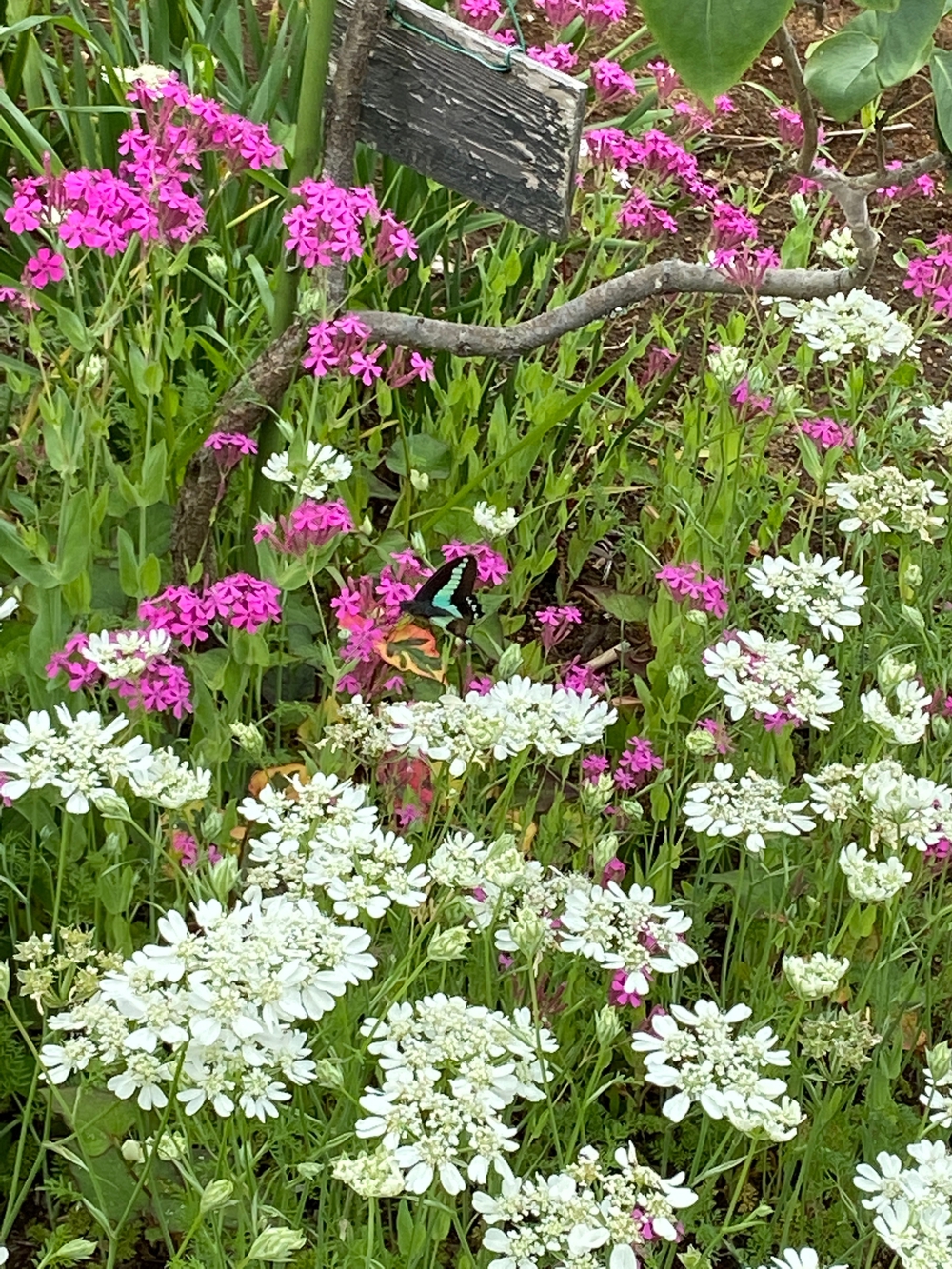 石垣山一夜城〜小田原マラニック❗️の写真19