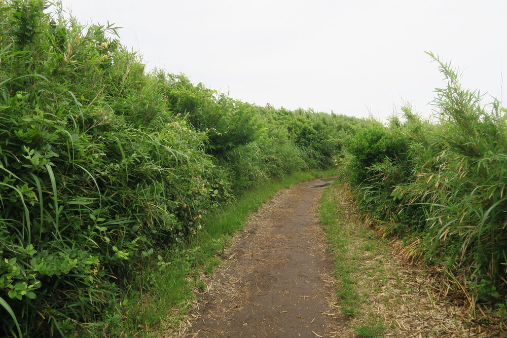 城ヶ島ねこまっしぐランの写真4
