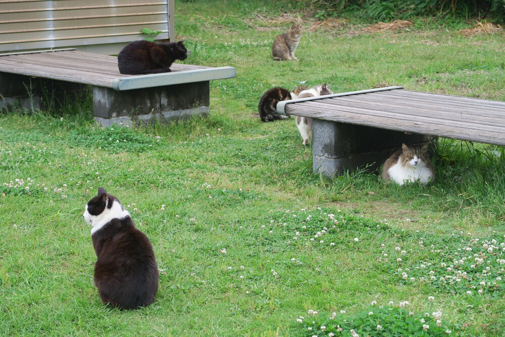 城ヶ島ねこまっしぐランの写真12