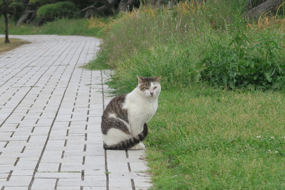 城ヶ島ねこまっしぐランの写真13