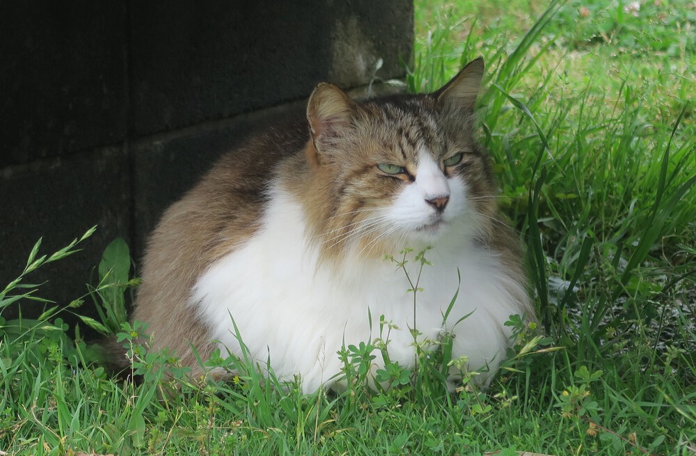 城ヶ島ねこまっしぐランの写真14