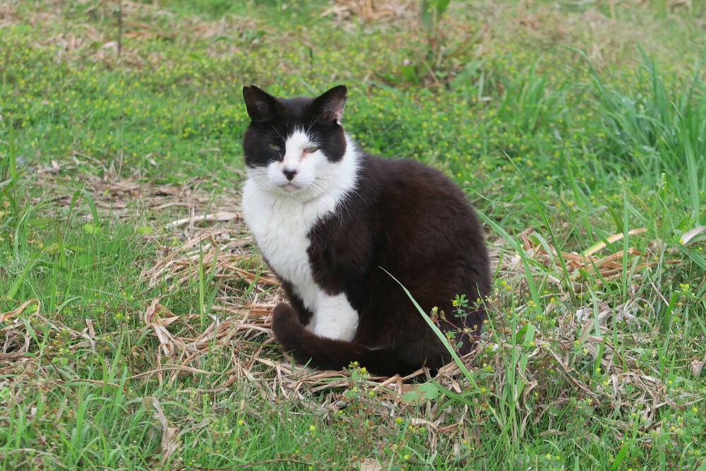 城ヶ島ねこまっしぐランの写真15