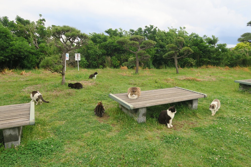 城ヶ島ねこまっしぐランの写真16