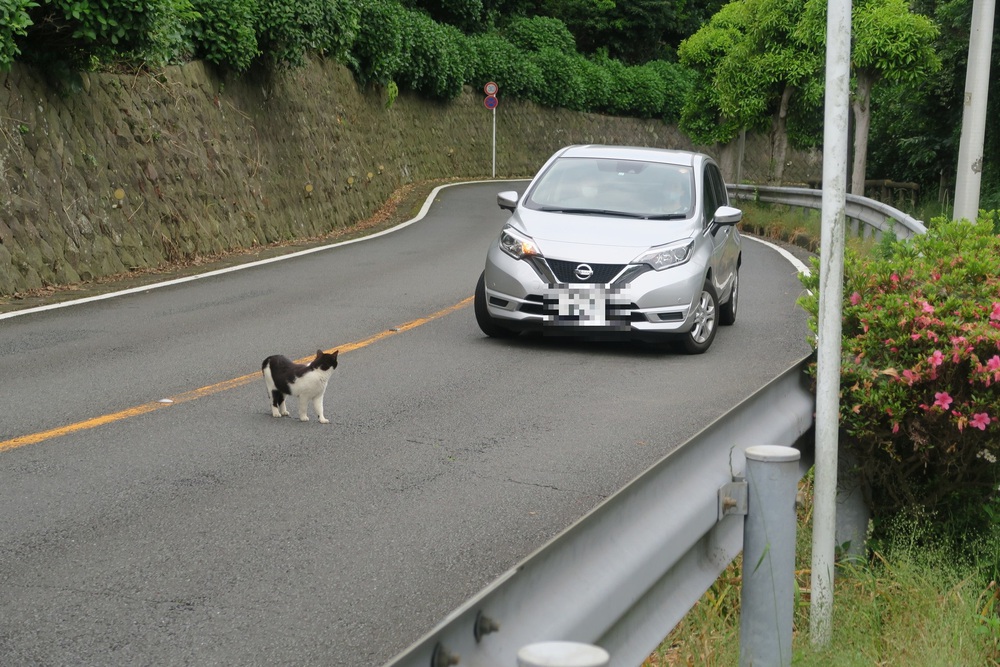 城ヶ島ねこまっしぐランの写真17