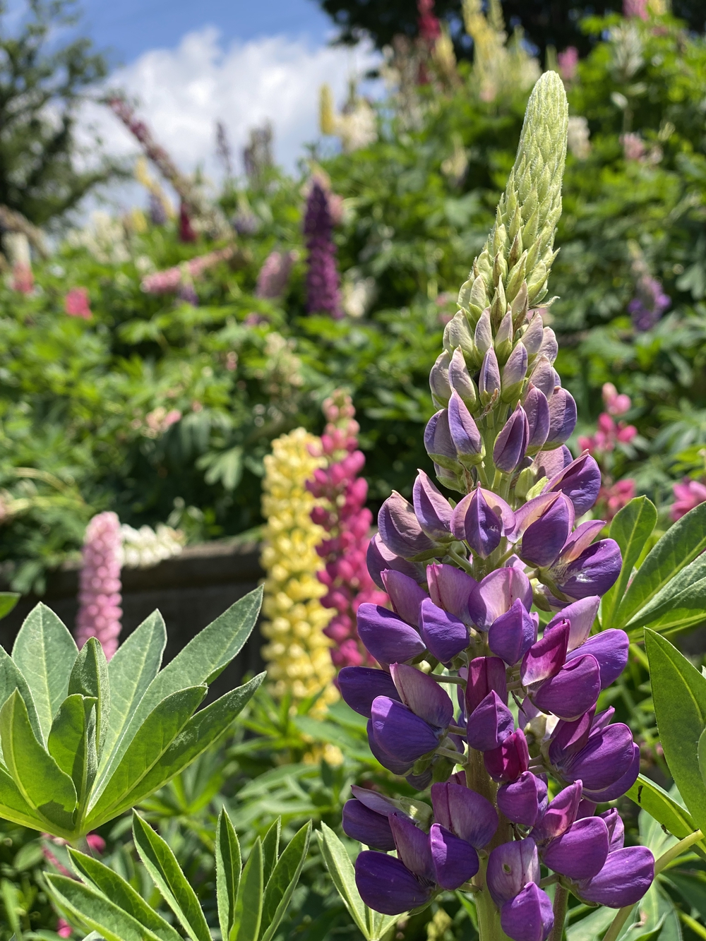 緑を愛でながら津久井湖を半周（約6km）RUNの写真3