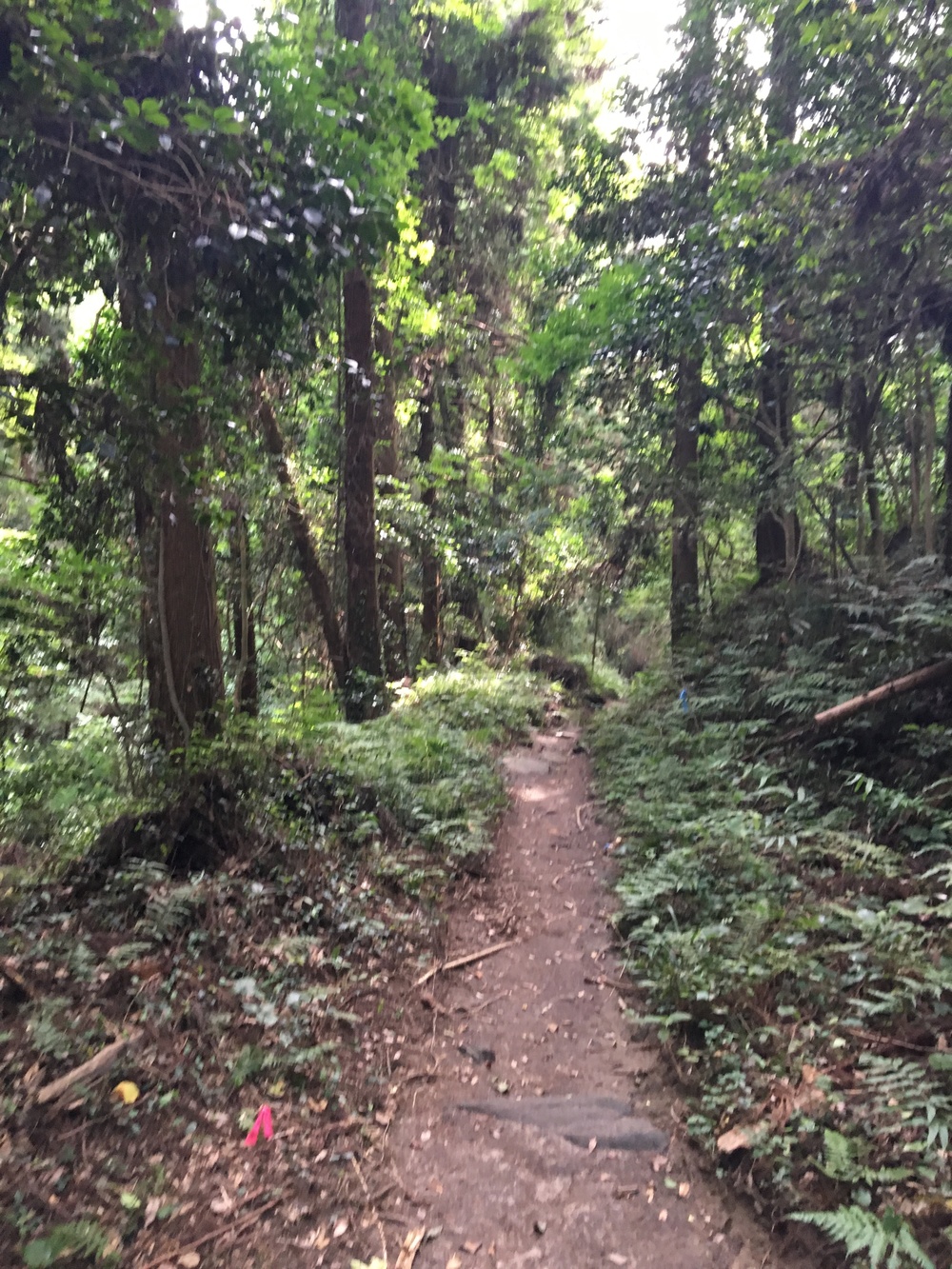 つくばの田園＆里山を走る　宝篋山（ほうきょうさん）トレイルの写真5