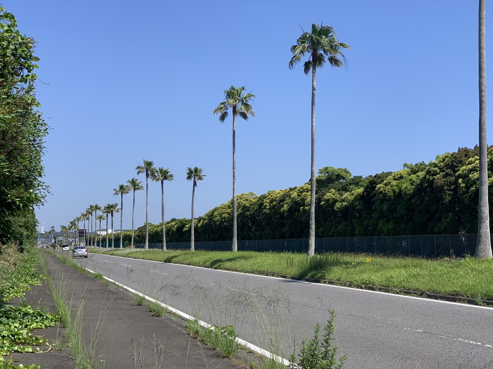 初夏の御前崎 ヤシの木ロードとサンロードの写真3