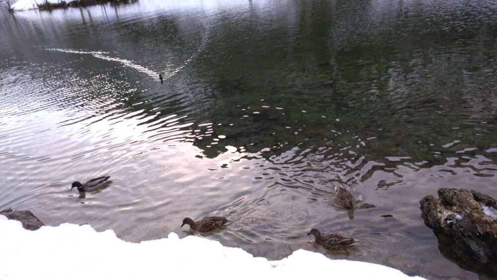 ベルヒテスガーデン国立公園　ケーニヒス湖沿いのスノートレイルの写真3