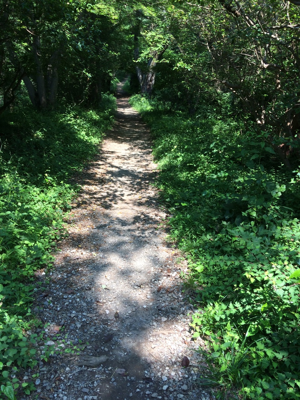 城山湖コミュニティ広場～自然ふれあい水路～小松ハイキングコース～城山湖散策路の写真4