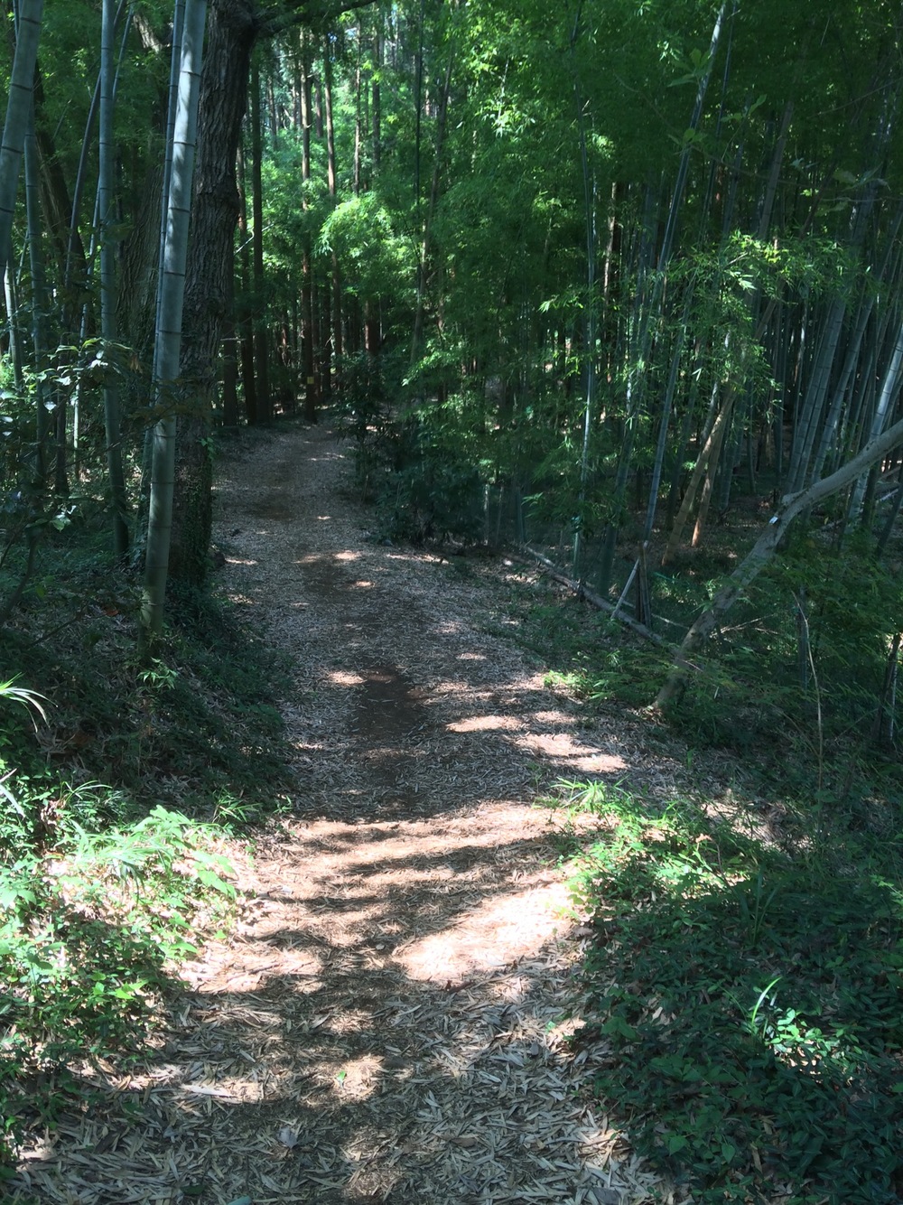 城山湖コミュニティ広場～自然ふれあい水路～小松ハイキングコース～城山湖散策路の写真6