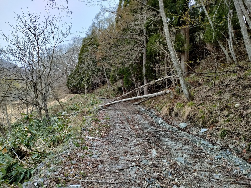 白馬岩岳　信濃路 自然歩道 岩岳ルートの写真4