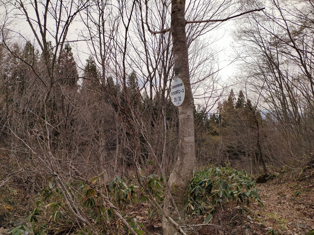 白馬岩岳　信濃路 自然歩道 岩岳ルートの写真9