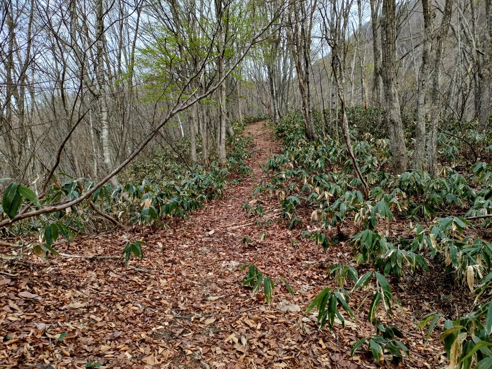 白馬岩岳　信濃路 自然歩道 岩岳ルートの写真10