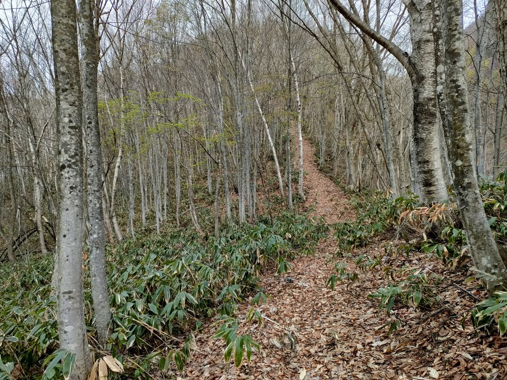 白馬岩岳　信濃路 自然歩道 岩岳ルートの写真12