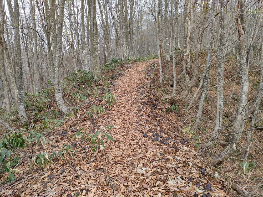 白馬岩岳　信濃路 自然歩道 岩岳ルートの写真13