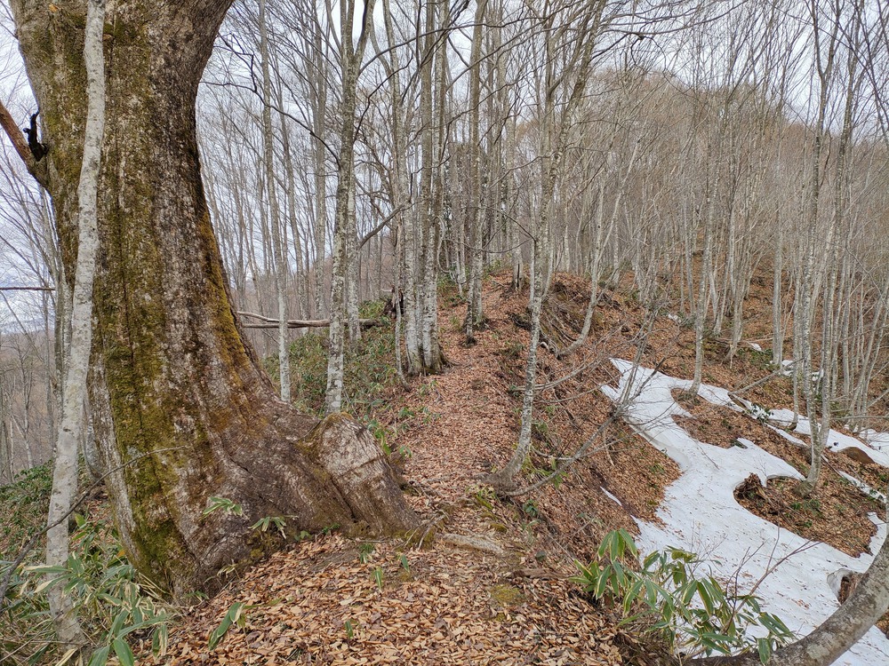 白馬岩岳　信濃路 自然歩道 岩岳ルートの写真14