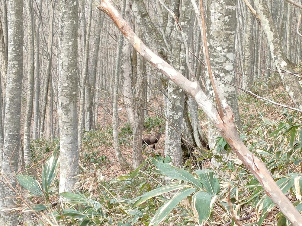 白馬岩岳　信濃路 自然歩道 岩岳ルートの写真15