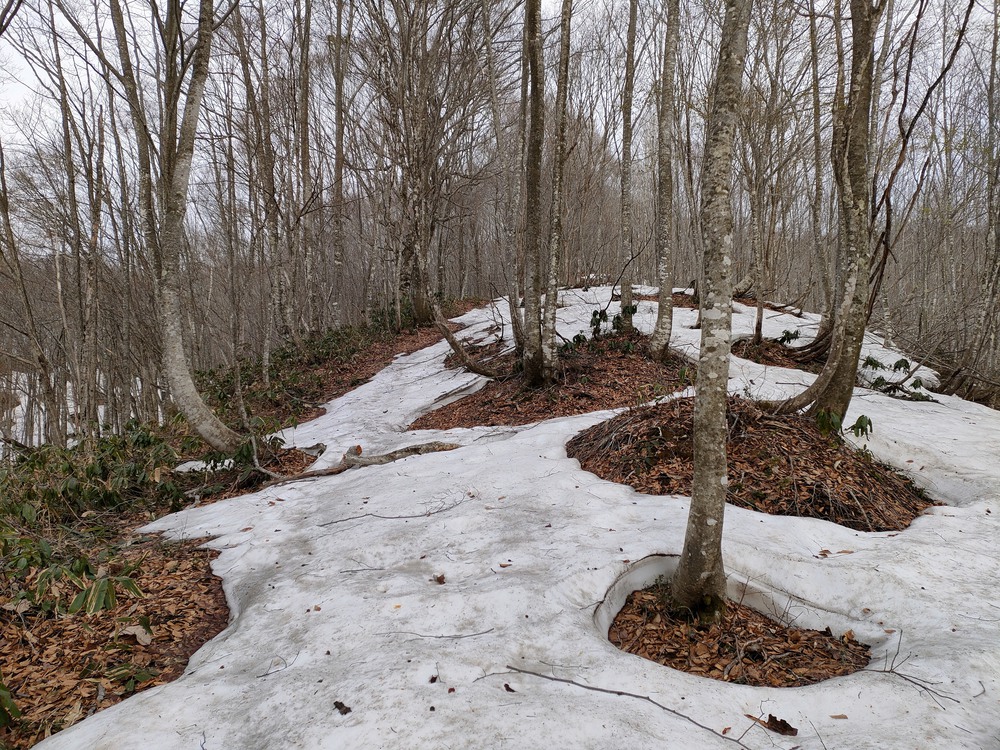 白馬岩岳　信濃路 自然歩道 岩岳ルートの写真16