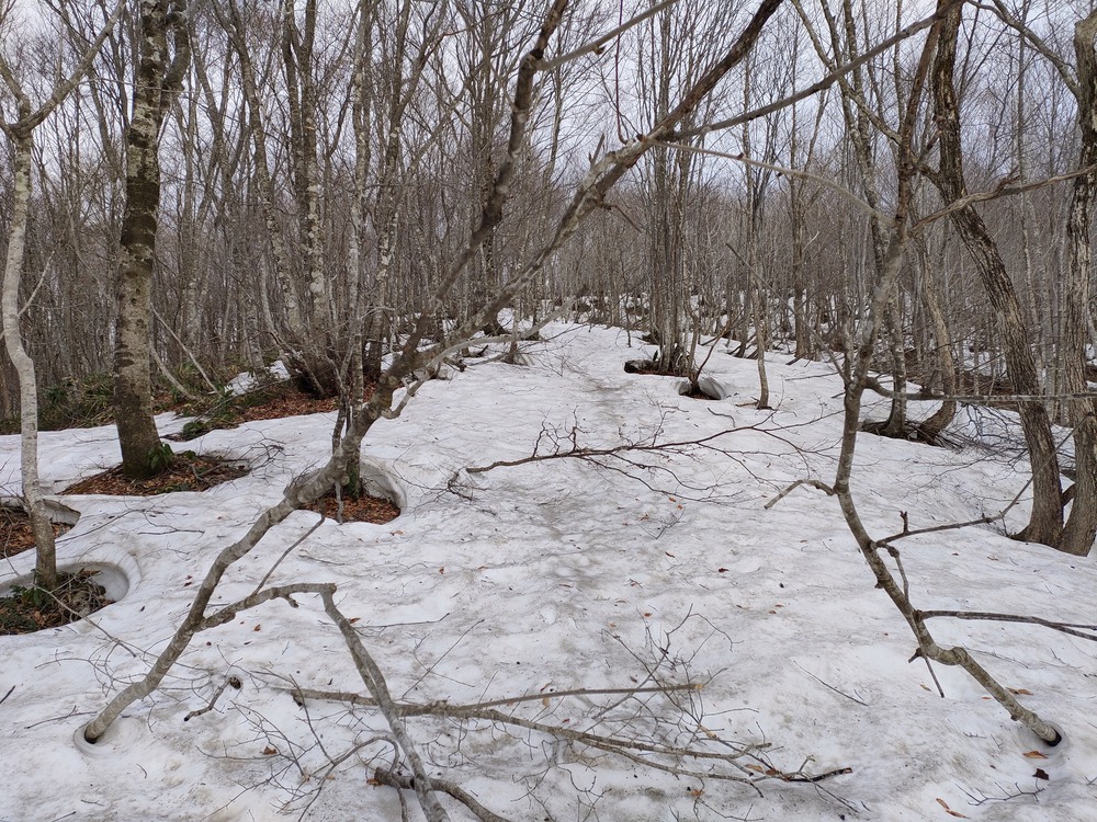 白馬岩岳　信濃路 自然歩道 岩岳ルートの写真17