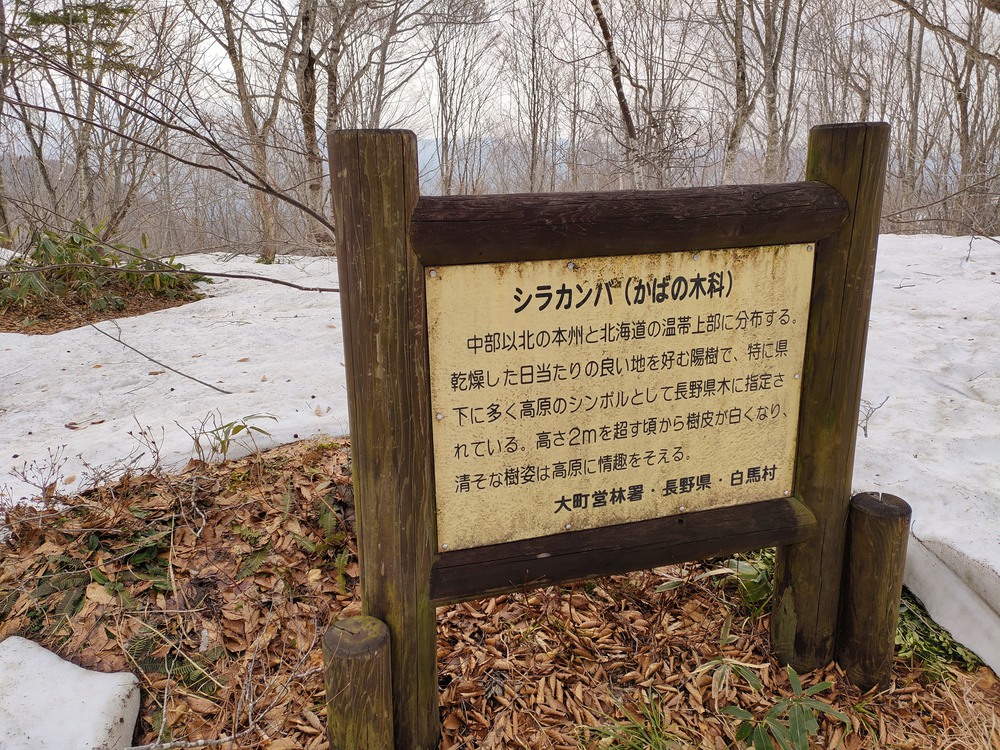 白馬岩岳　信濃路 自然歩道 岩岳ルートの写真18