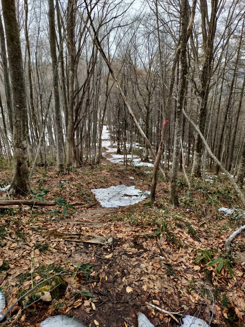 白馬岩岳　信濃路 自然歩道 岩岳ルートの写真22