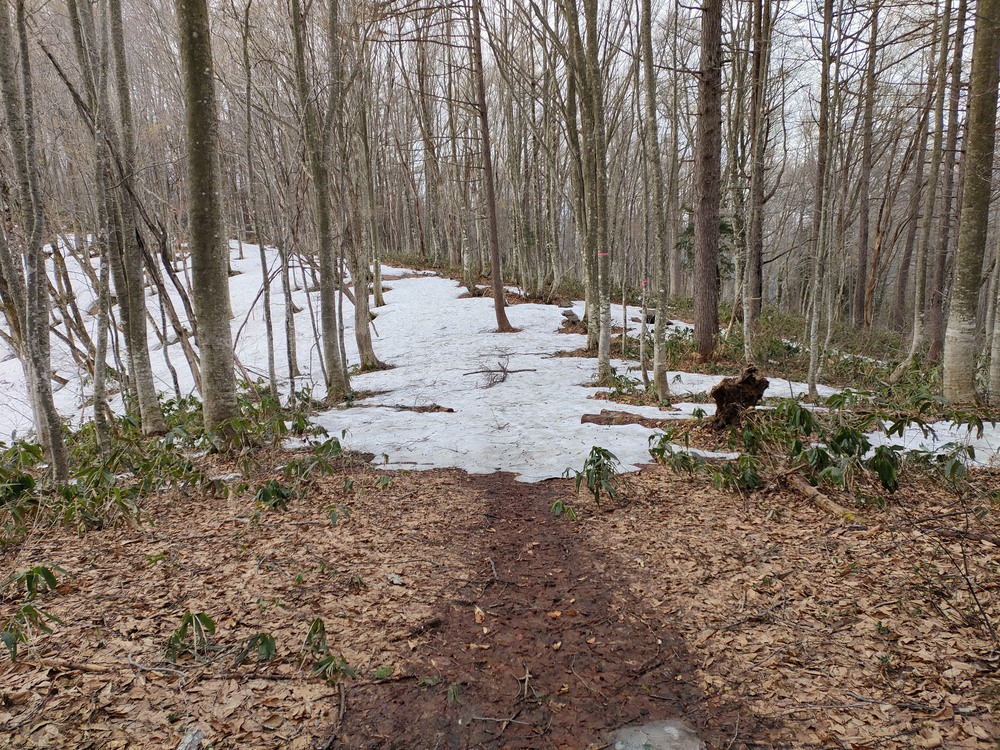 白馬岩岳　信濃路 自然歩道 岩岳ルートの写真24