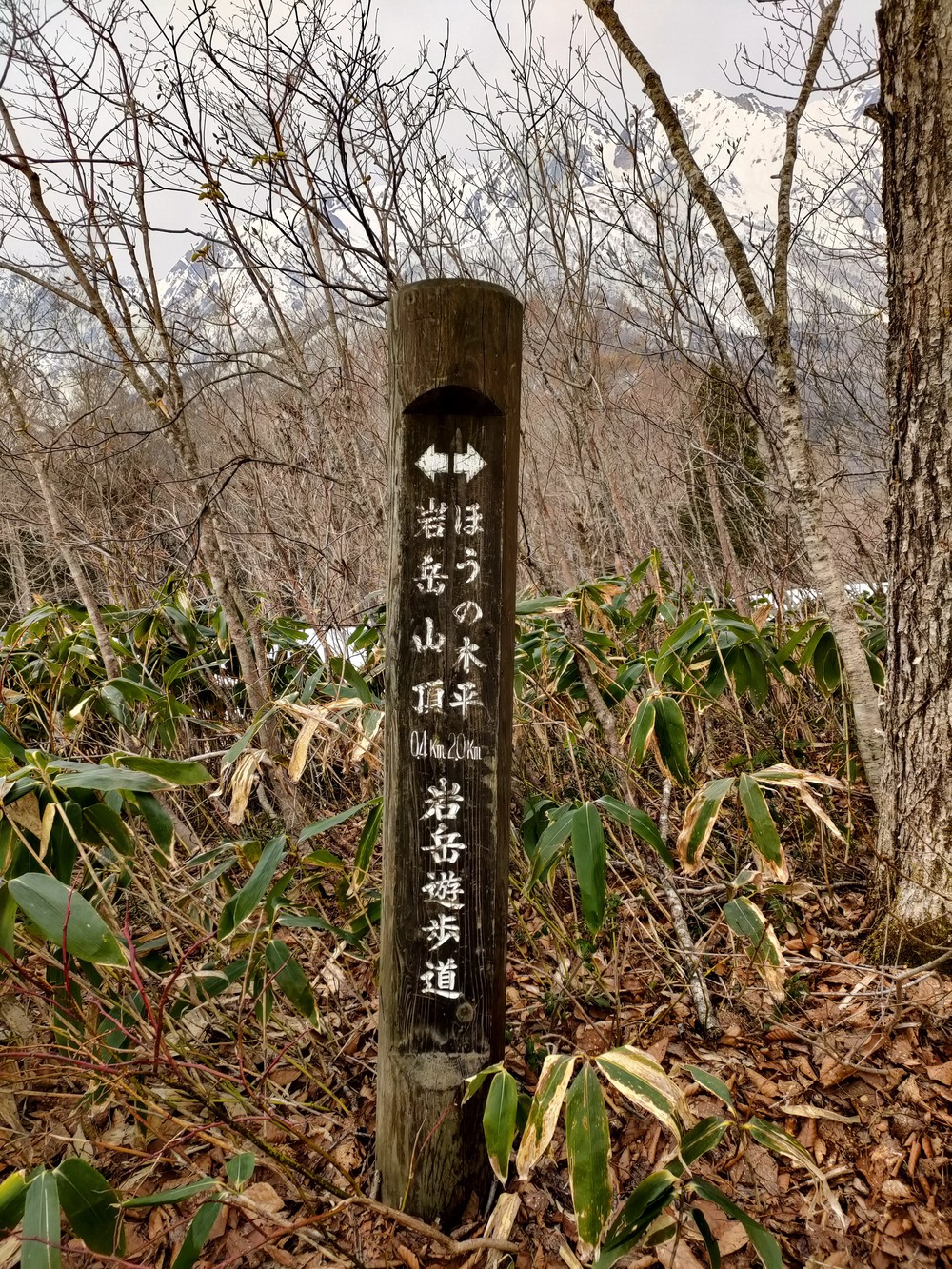 白馬岩岳　信濃路 自然歩道 岩岳ルートの写真26