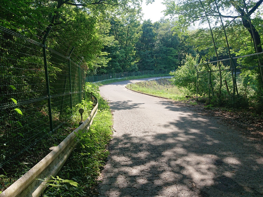 新緑の木陰の中を～狭山湖一周ラン、14kmの写真3