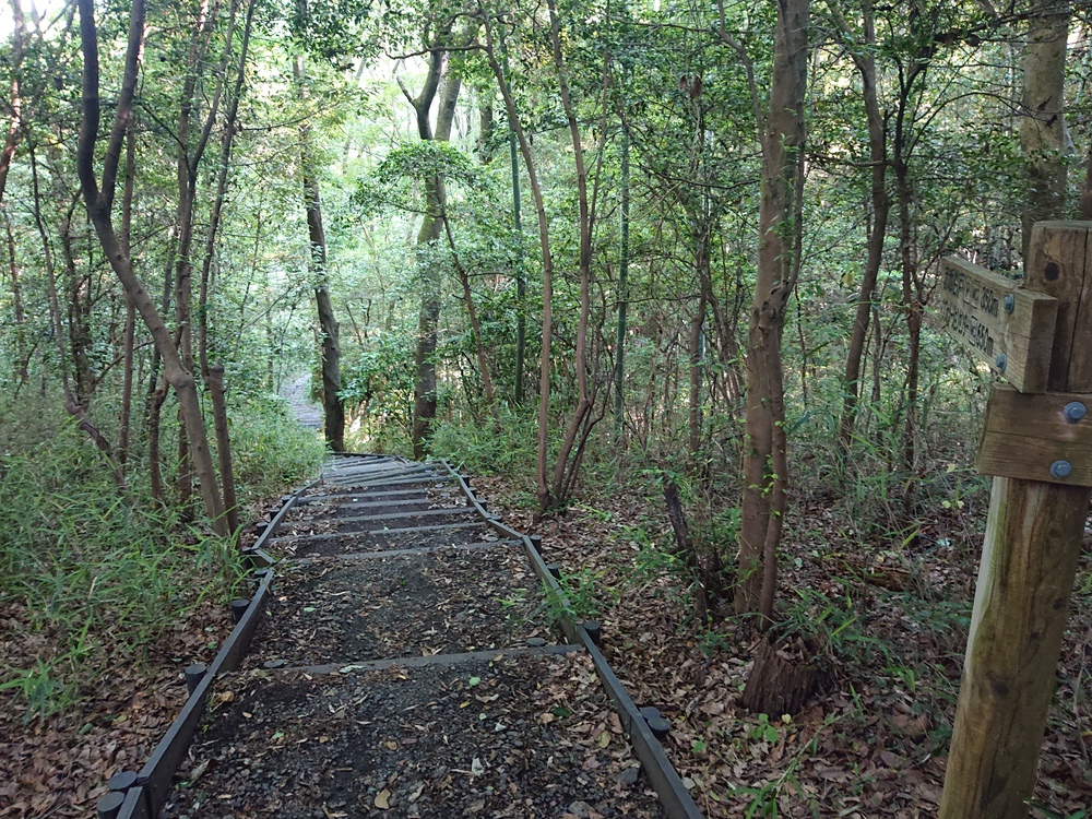 新緑の木陰の中を～狭山湖一周ラン、14kmの写真6