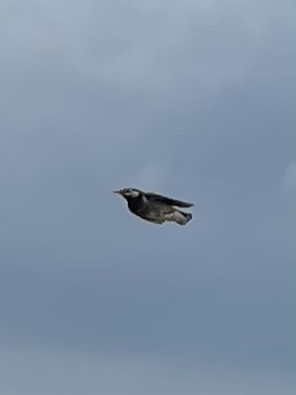 歌川広重と共にRUN 葛飾柴又の写真3