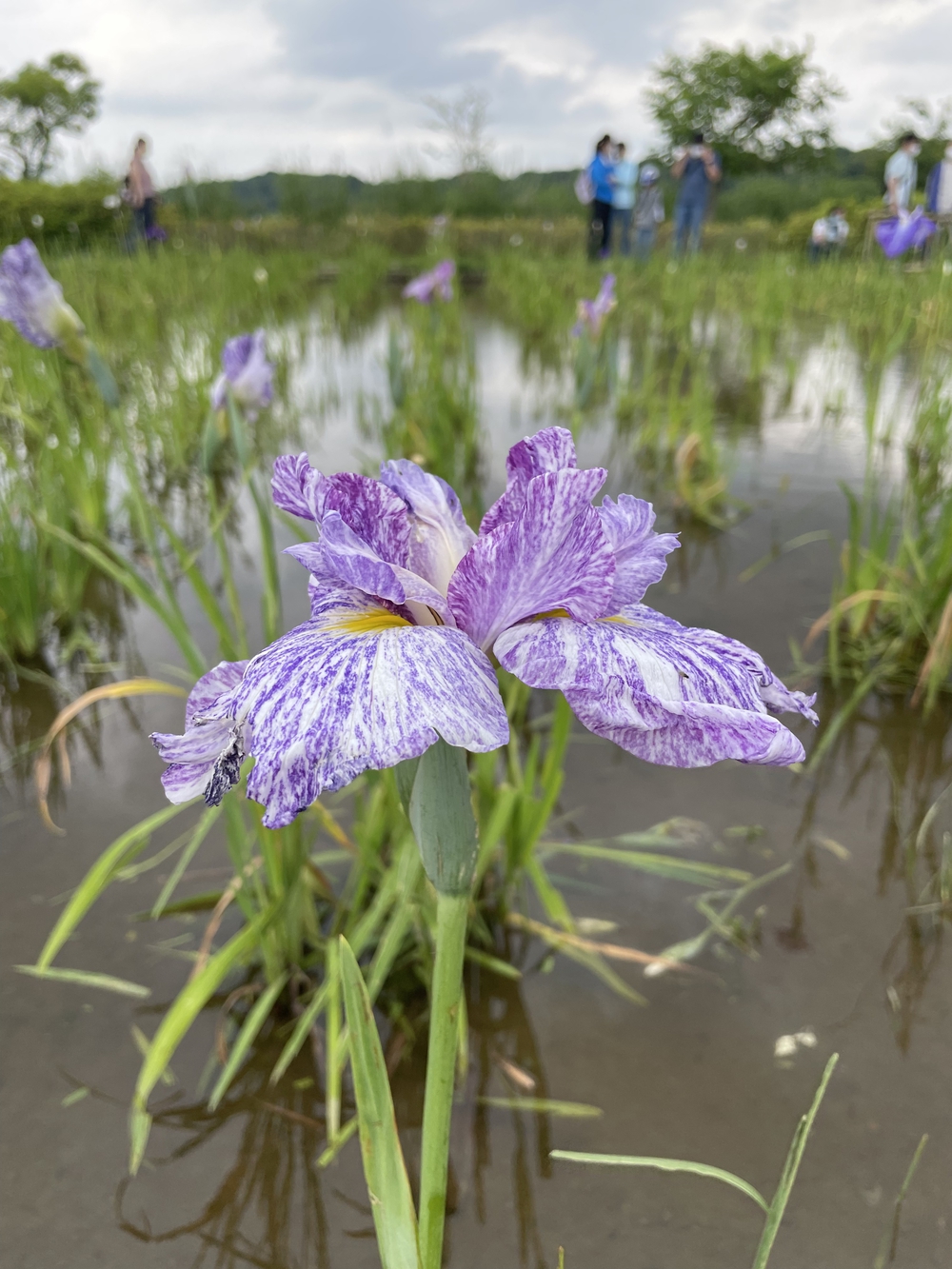 歌川広重と共にRUN 葛飾柴又の写真4