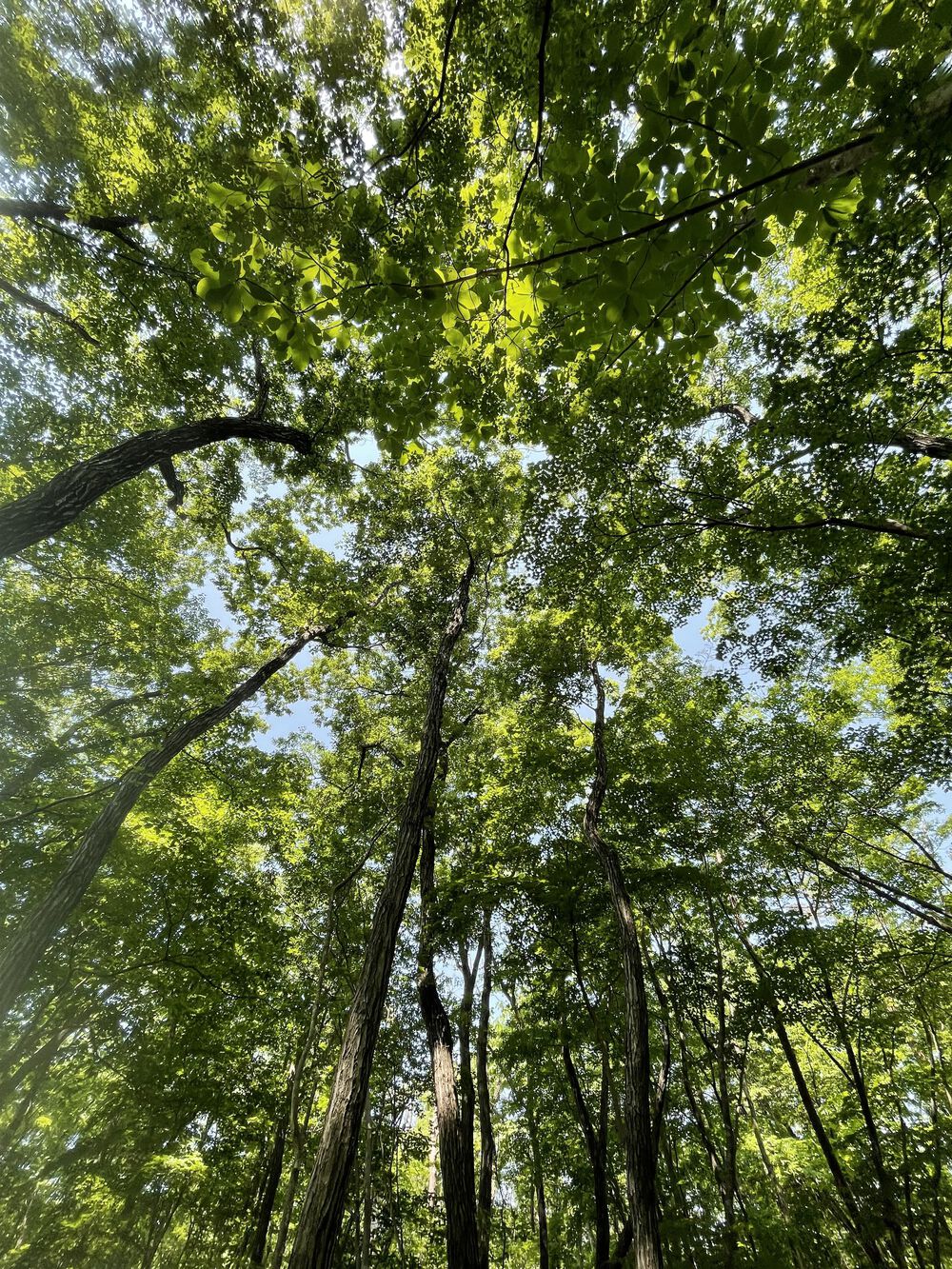 青葉の森をトレランの写真3