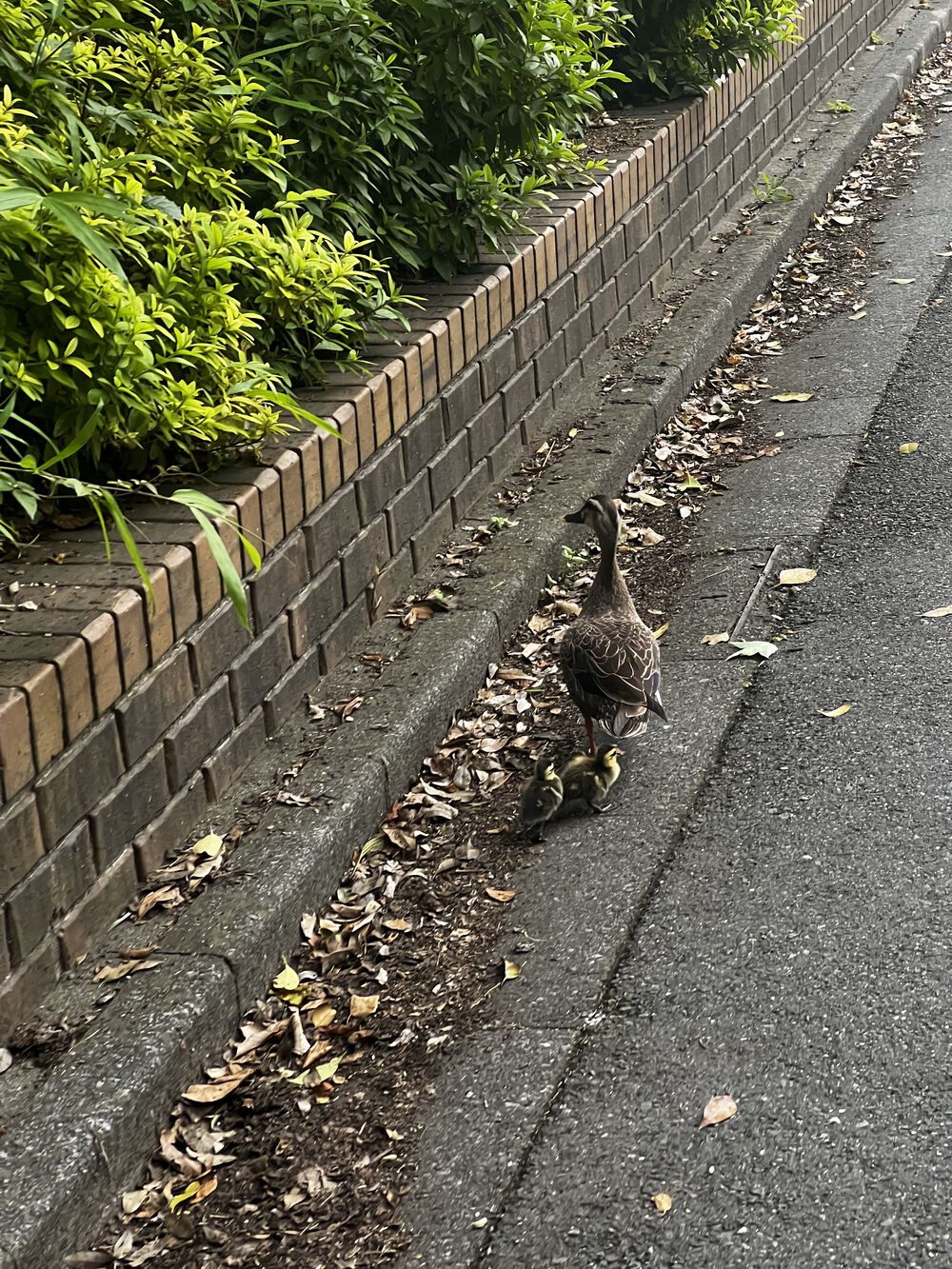 荒玉水道 〜 曲がったことは大キライな方への写真4