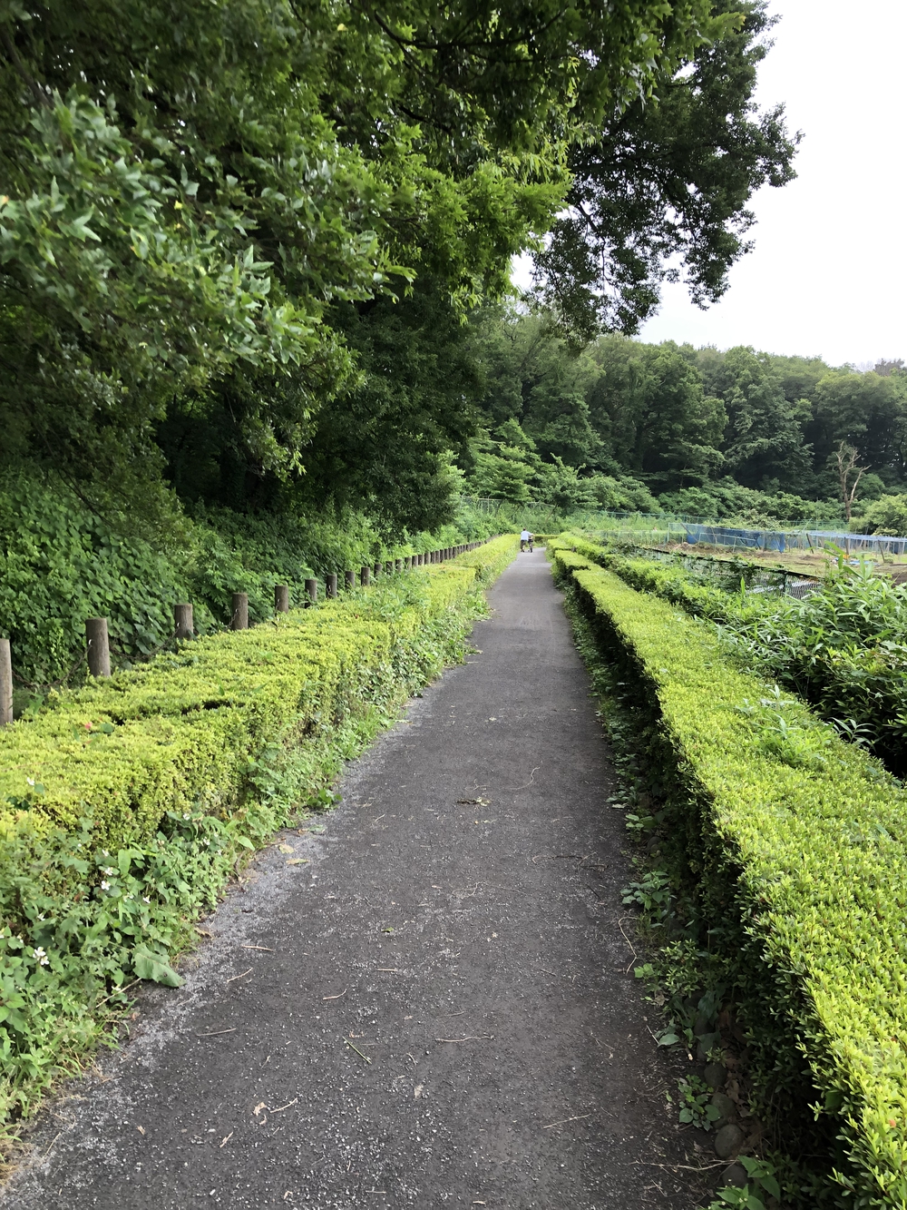 【新座ラン】新座温泉かスパジャポ起点の写真8